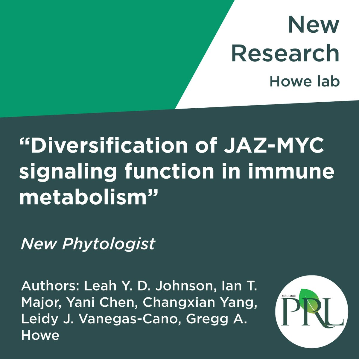 MSU-DOE Plant Research Laboratory (@msudoeplantlab) on Twitter photo New research publication from <a href="/gregg_howe/">Gregg Howe</a>'s lab in <a href="/NewPhyt/">New Phytologist</a>: Diversification of JAZ-MYC signaling function in immune metabolism. buff.ly/3pC8lzM New research publication from <a href="/gregg_howe/">Gregg Howe</a>'s lab in <a href="/NewPhyt/">New Phytologist</a>: Diversification of JAZ-MYC signaling function in immune metabolism. buff.ly/3pC8lzM