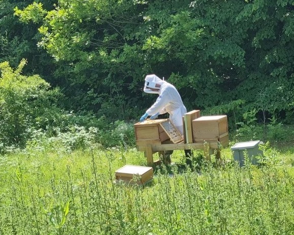 We're playing our part in helping pollinators to provide a vital role in our planet's ecosystem at our Lea Marston depot in #Warwickshire.

The site is now important to migratory birds, rare wildflowers and lots of insects - including bees from our own hives.🐝

#BeesNeedsWeek