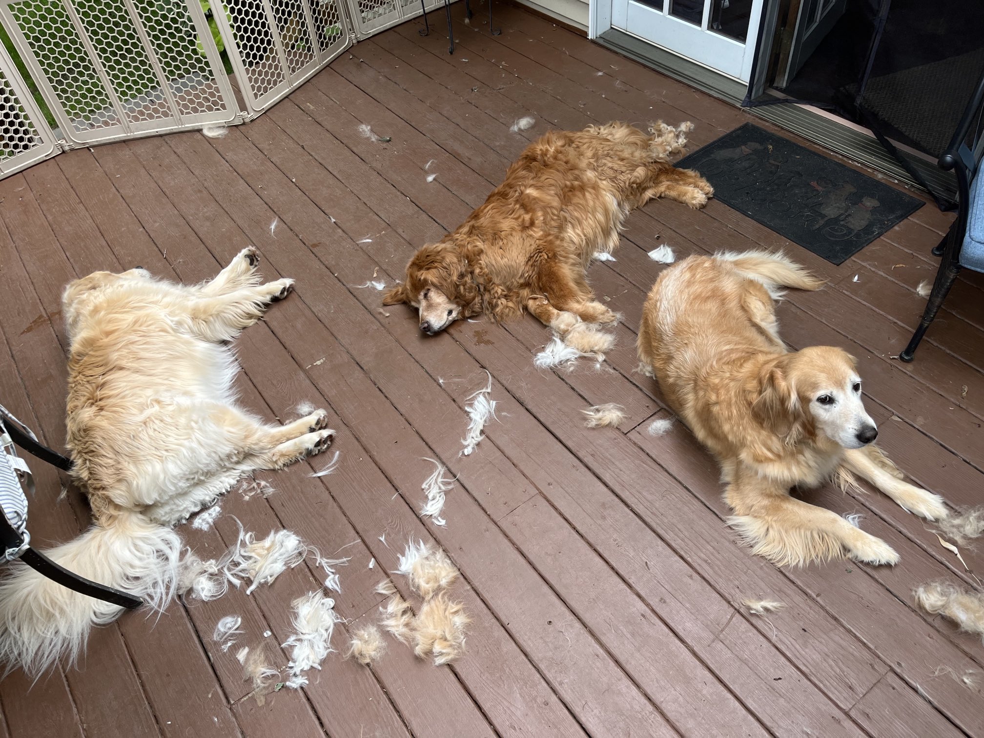 Do Baths Make Dogs Tired