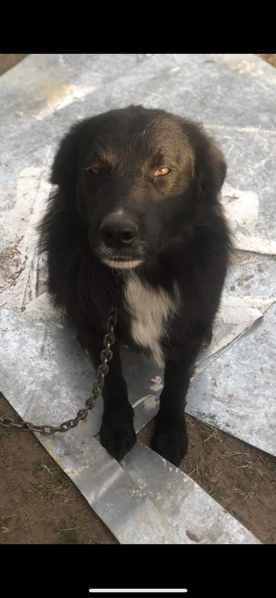 lagarzasosa_'s tweet photo. Rulo es un morocho precioso cruza de Border Collie. 
Hoy vive en la perrera de carlos Casares, pero si te animas a cambiar su vida te juro que vas a ser tan feliz como el 
Tiene 3 años, está castrado y es súper inteligente. 
Lo queres adoptar? Me mandas un dm?
Rt por favor https://t.co/IOMwZ6rvYA