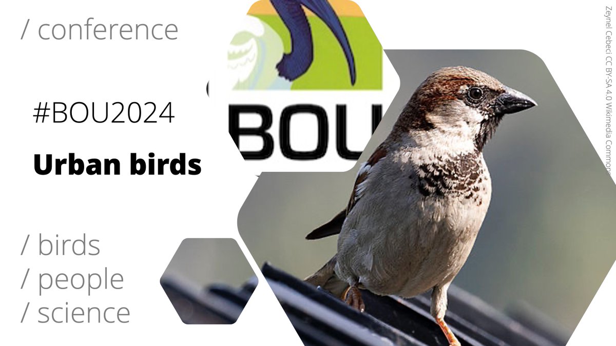 ‼️ Call for abstracts open

#BOU2024 Urban birds  bou.org.uk/event/urban-bi…

Deadline: 31 August 2023 (0900 BST) 

⬇️See keynote lineup below

#ornithology