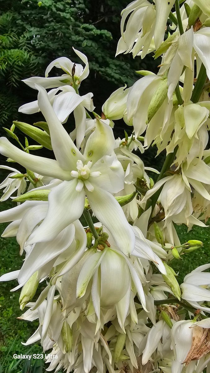 xander1178's tweet photo. Yucca #yucca Pistle, stamen.  The seeds are contained in a structure separate from the flower. Here they are the pods resembling okra https://t.co/j42dQbceVk