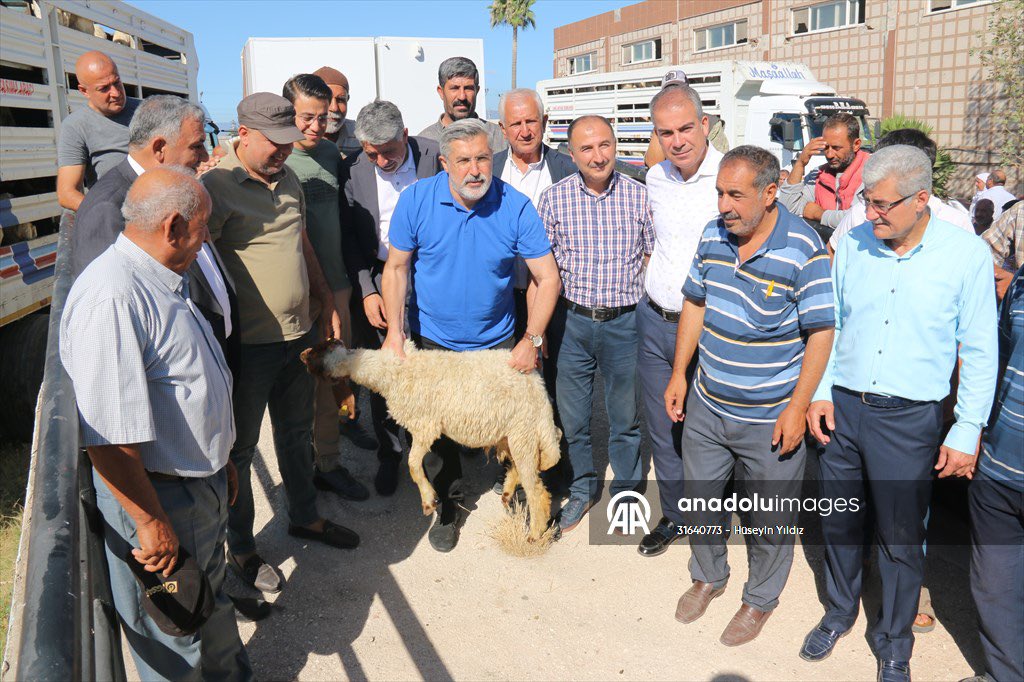 Hatay'ın Kırıkhan ilçesinde, Kahramanmaraş merkezli 6 Şubat'taki depremlerde hayvanları telef olan 73 besiciye 1420 küçükbaş verildi.
#kırıkhan #hatay #deprem