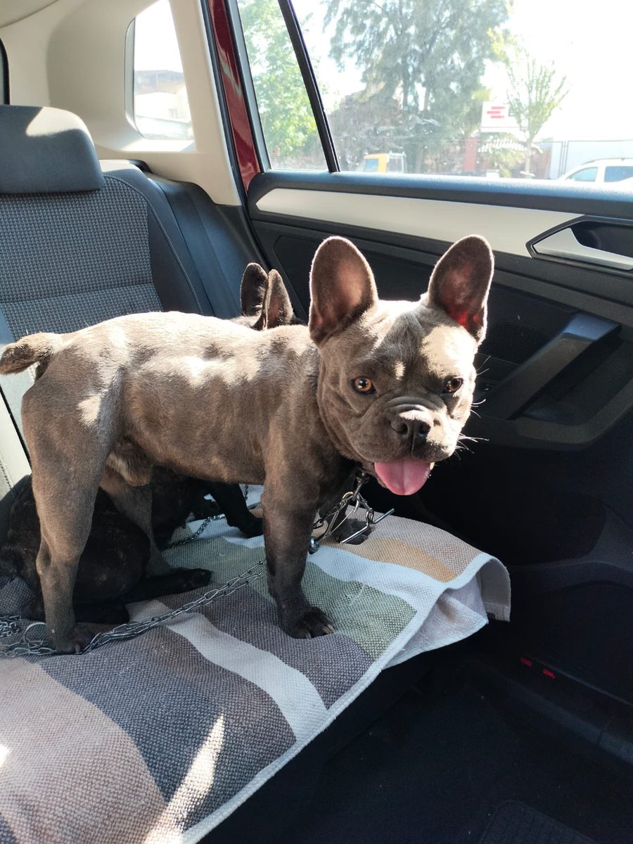 1 YAŞINDAKİ ŞAPŞİK SURAT YAVRULARIMIZA ÖMÜRLÜK YUVALARINI ARIYORUM 
İZMİR
+90 506 282 78 53

1 yaşında ikisi de kısır. Sağlık sorunları yok tüm testleri yapildi
<a href="/Per1hann/">Perihan Rakanoğlu Gülerler</a>