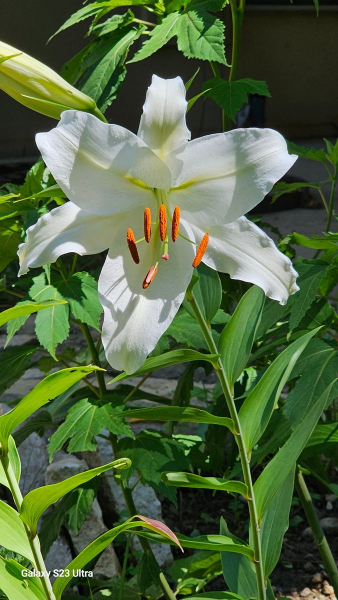 xander1178's tweet photo. #lilium_casablanca https://t.co/ho49CpBUip