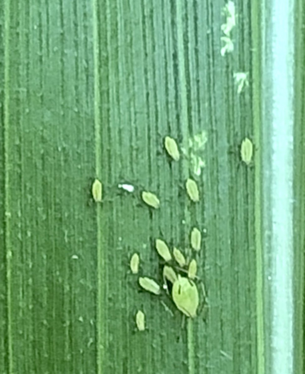 bfrischmeyer's tweet photo. Starting to see some happy families of aphids in corn . https://t.co/dsyuwAViC0