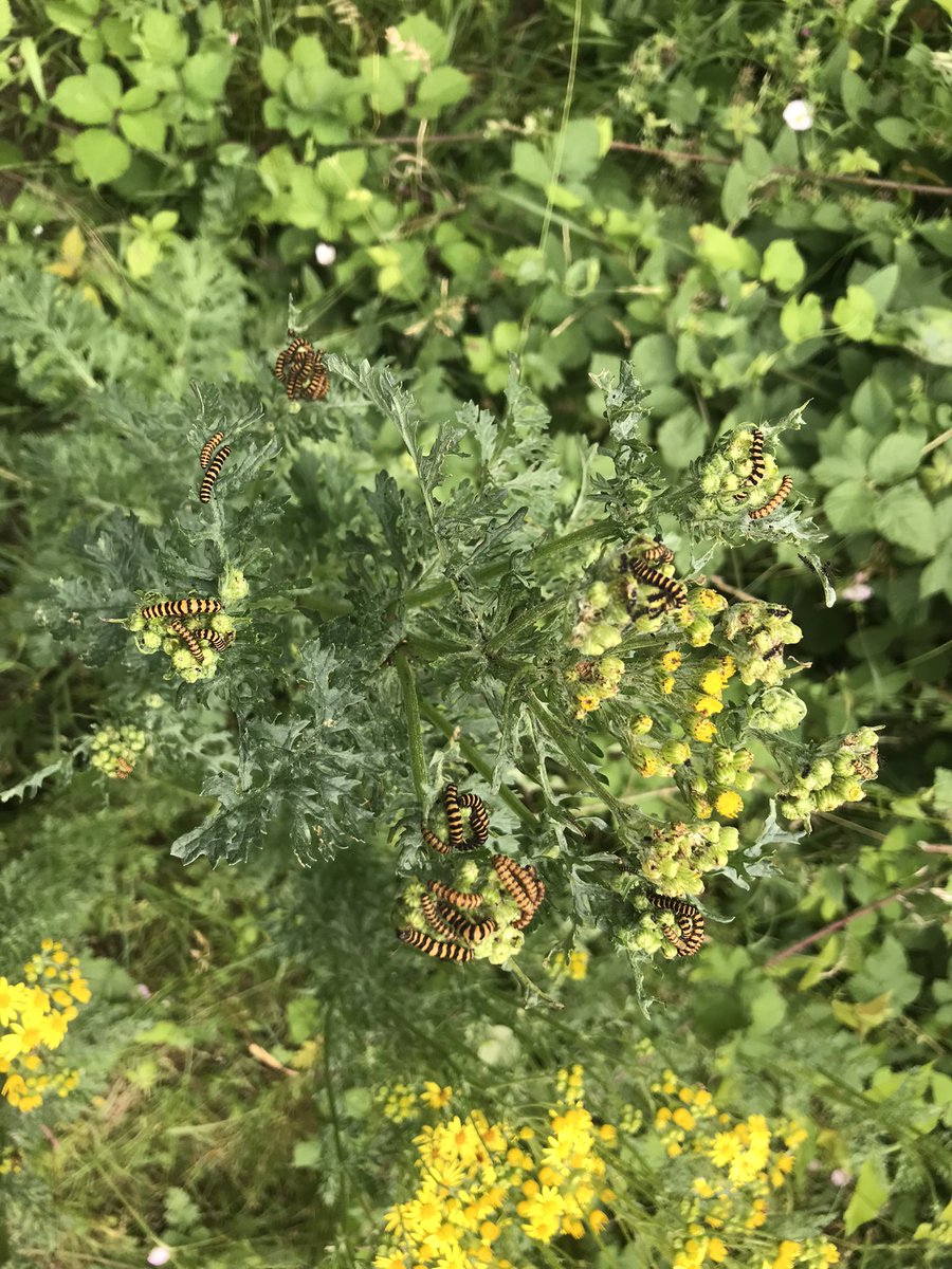 Really pleased with myself. Left this ragwort to flower at Magdalen Quarry instead of mowing right up to bramble line. Less for cinnabar more for the flowers which I love but was delighted to see tonnes of caterpillars. Lovely to see loads of ragwort on the cities verges.