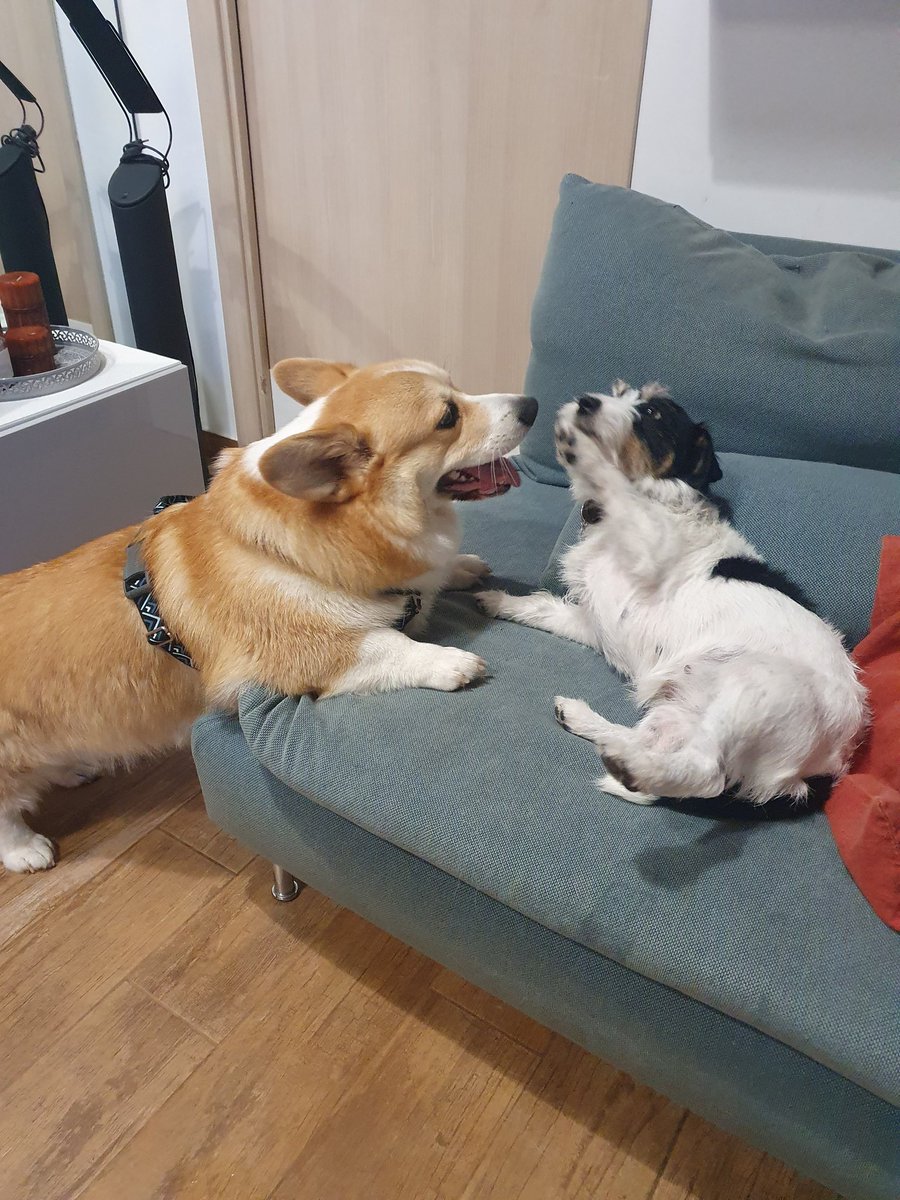 hoos_yerdaddy's tweet photo. Sweet Ofelia ❤️
·
·
·
#corgis #jackrussellsofinstagram #corgi #jackrussell #corgisofinstagram #jackrussellterrier #corgilove https://t.co/OTDLbpGcsS