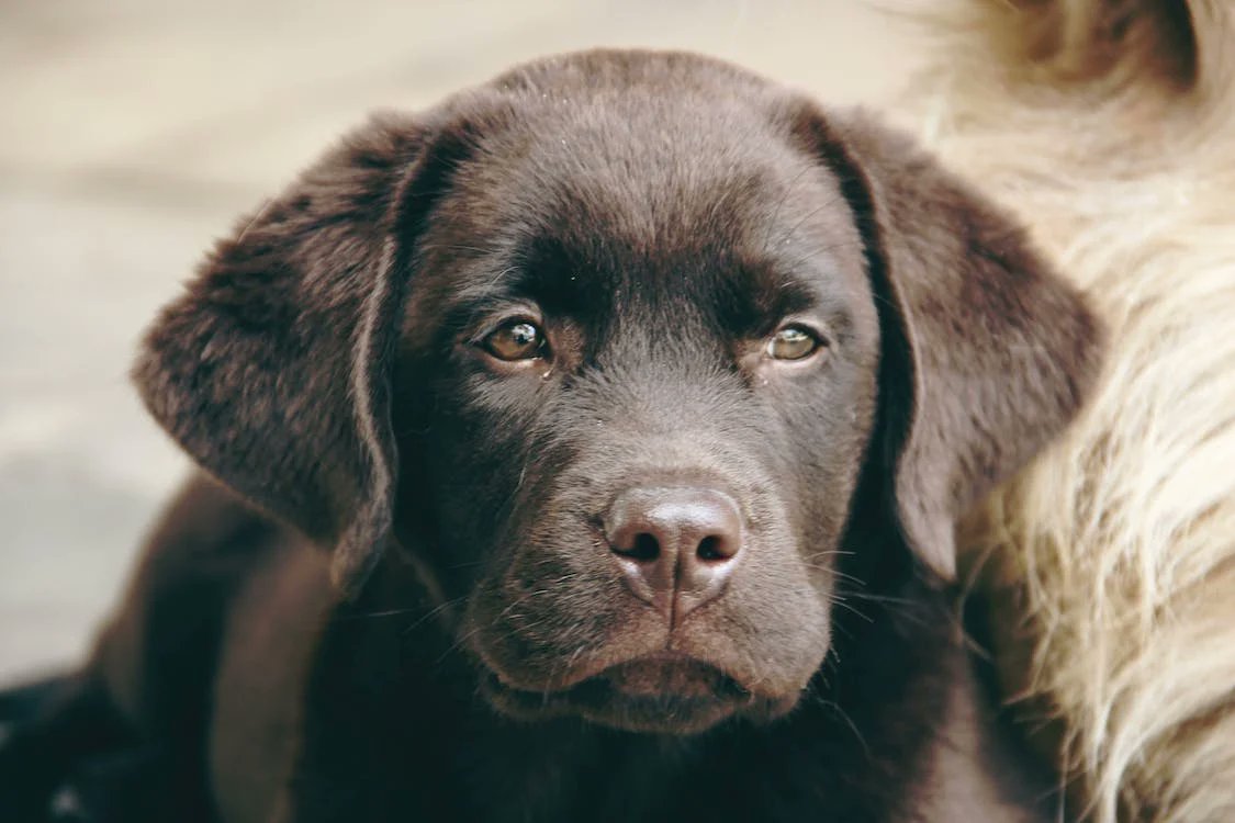 innocent face🥰🥰
#labrador #labradorlover #labradorlife #dogsoftwitter