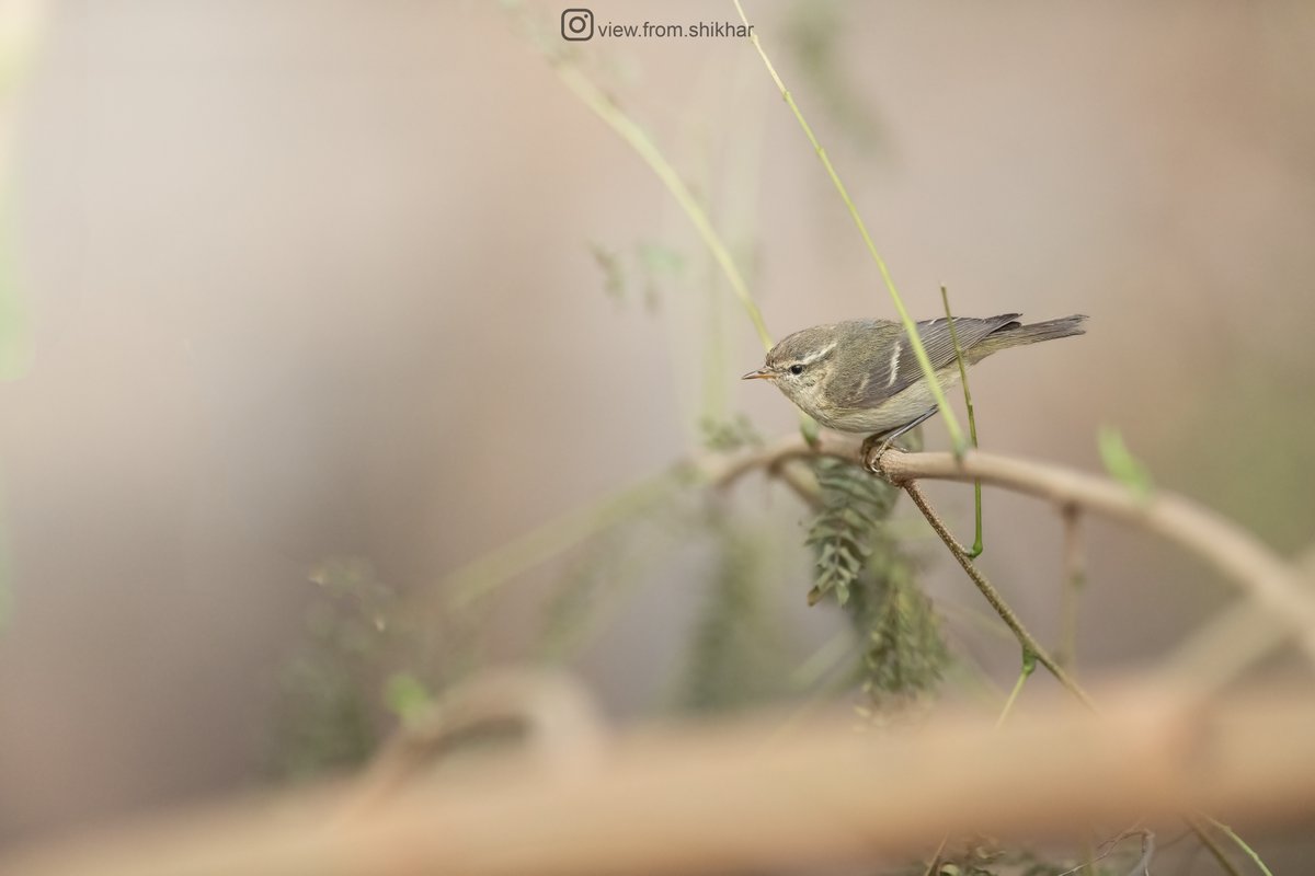 Intricate and Mysterious: A warbler, possibly Hume's, graces us with its presence on a fragile twig.

#ThePhotoHour #SonyAlpha #CreateWithSony #SonyAlphaIn #IndiAves #BirdsOfIndia #birdwatching