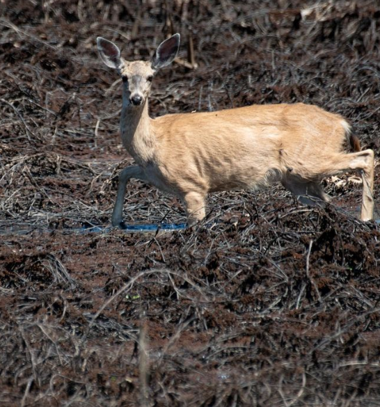 CosumnesRiverP's tweet photo. Do you know what species of deer this is? I will give you a hint, look at the deer's tail. 

Captured by @cykhohawk 

#deer #cosumnesriverpreserve https://t.co/nOACF4xBFm