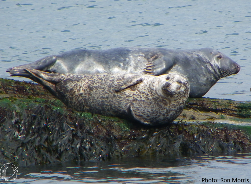 SMRU (now posting at Bluesky) tweet media