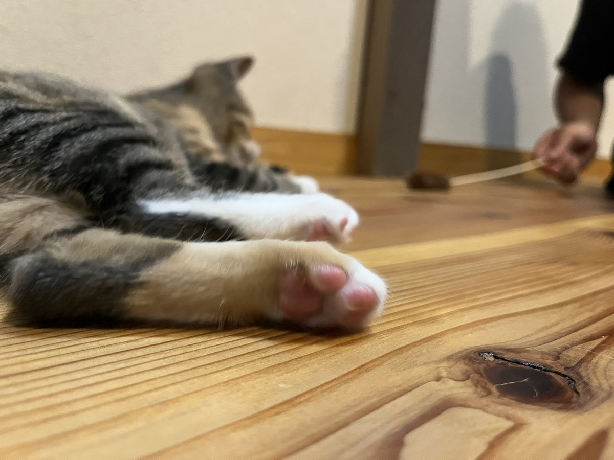 rnn1222's tweet photo. 2日目でした。
母猫が恋しいのか、やはり寂しい声で泣く😢でも、夜泣きは我慢。とりあえずはケージで落ち着くまで撫でて、目を瞑るまで落ち着かせました。
少しずつ、お家に慣れてきたかな？ご飯は沢山食べていますが、未だトイレは上手にできず、、、猫砂が前と違うからかな🥲様子みます👀順調かな〜 https://t.co/Lu9g1H136s