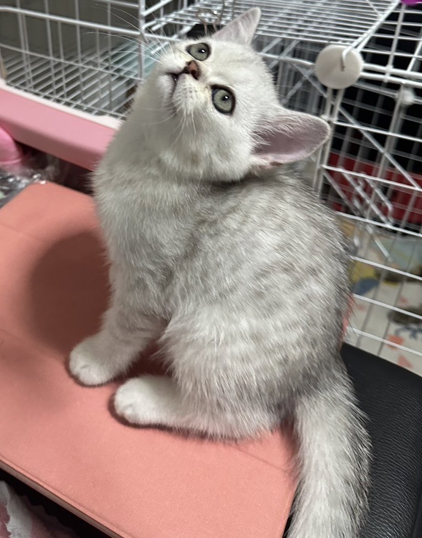 Garfield_PN's tweet photo. 🐱หลานชายน้อยหลุดจองค้า
🍼เกิด 08/05/66
สนใจทักถามรายละเอียดได้น้า 🥰
ค่าเทอมเลาๆ พร้อมย้ายบ้านงับ 🏡
#แมวสก็อตติช #ขายแมว #หาบ้านให้แมว #ขายลูกแมว #สก็อตติช #scottish #แมวสก็อตติชโฟลว #สก๊อตติช #สก๊อตติชโฟลว https://t.co/claYqwiakE