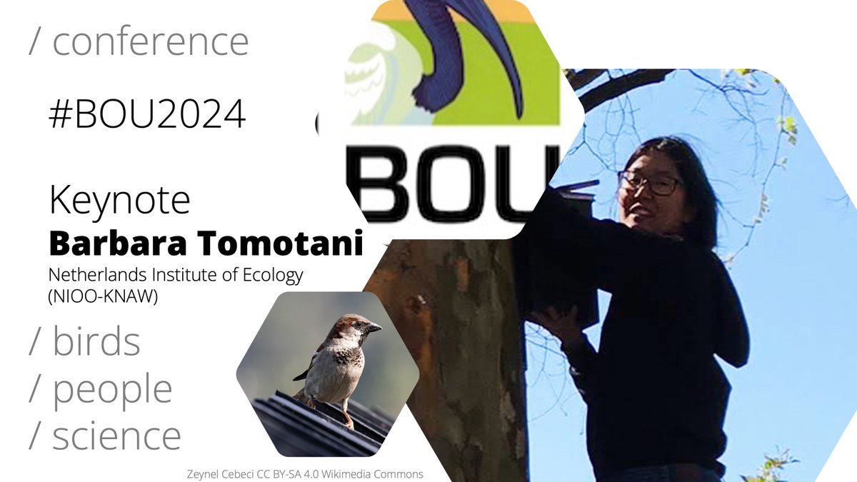 BOU 👩🏻🏫👨🏿🏫🧕🏽👳🏽♂️ 🌈 (@ibis_journal) on Twitter photo 📢 #BOU2024 KEYNOTE PRESENTER
Barbara Tomotani <a href="/babi_mt/">Barbara Tomotani</a>
Netherlands Institute of Ecology <a href="/niooknaw/">NL Inst of Ecology</a>
Flying colours over the city: the effect of urbanisation on the interspecific variation in plumage colour
bou.org.uk/event/urban-bi… | #ornithology 📢 #BOU2024 KEYNOTE PRESENTER
Barbara Tomotani <a href="/babi_mt/">Barbara Tomotani</a>
Netherlands Institute of Ecology <a href="/niooknaw/">NL Inst of Ecology</a>
Flying colours over the city: the effect of urbanisation on the interspecific variation in plumage colour
bou.org.uk/event/urban-bi… | #ornithology