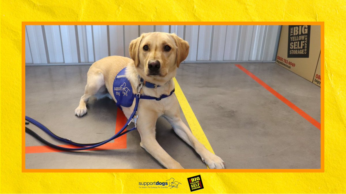 bigyellowss's tweet photo. Here’s support dog-in-training Alex visiting our Hillsborough store to check in on the charity’s equipment stored there. The space we provide to @supportdogsuk helps its mission of training specialist assistance dogs for people living with autism, epilepsy and other disabilities. https://t.co/DXZChi2bNl