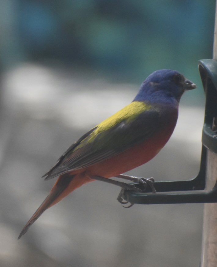 MotherofStorks's tweet photo. @OKWildlifeDept My Painted Bunting visitor is obviously plotting something. https://t.co/loBXFZeHAD