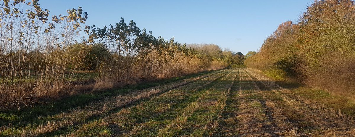 OrgResCent's tweet photo. Great to see @wakelyns #silvoarable #agroforestry featured on @BBCCountryfile last night. Good interview with David Wolfe @AdamHenson 32.30 https://t.co/OW88xoUYYJ https://t.co/0DDnDrn2zy