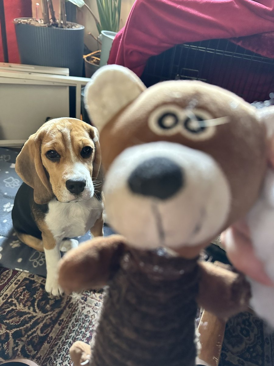 Humans found this crime scene right next to my bed. They’ve told me I better get a good lawyer…

#DogsOfTwitter #beagle #BeagleAntics #CrimeSceneInvestigation #TrueCrime