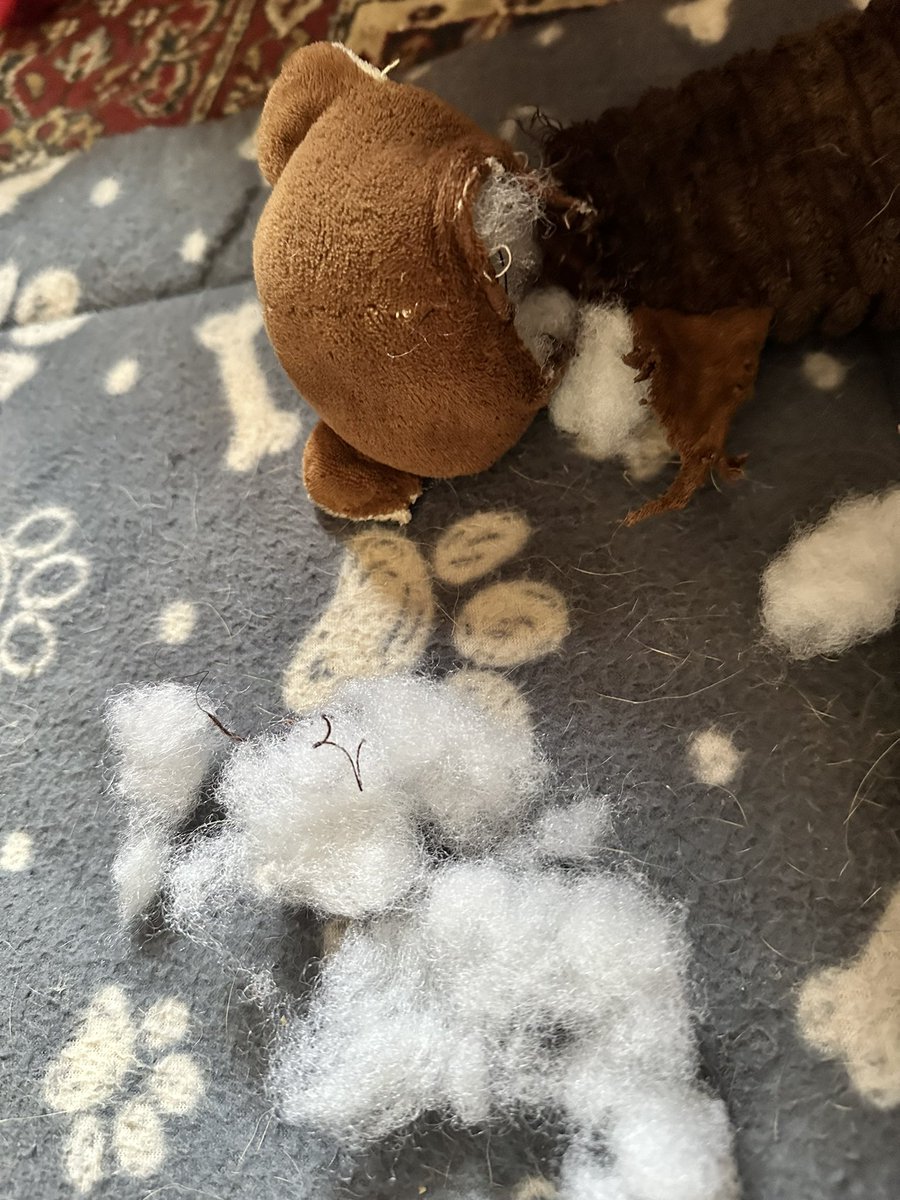 helgavonguzzle's tweet photo. Humans found this crime scene right next to my bed. They’ve told me I better get a good lawyer…

#DogsOfTwitter #beagle #BeagleAntics #CrimeSceneInvestigation #TrueCrime https://t.co/4SkAnBO8b3