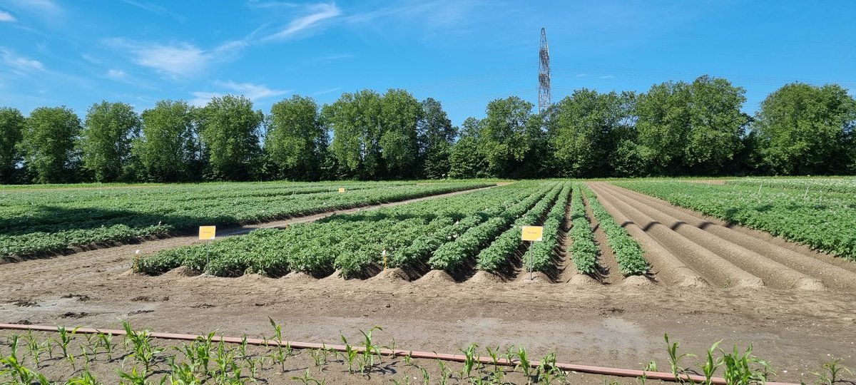 Alles alle vliegenafvangende politici de komende tijd aan de slag gaan in de uienteelt, is het probleem van de uienvlieg vast snel verleden tijd.... Vandaag op werkbezoek in de akkerbouw: knelpunten serieus nemen en samen met sector werken aan oplossingen!