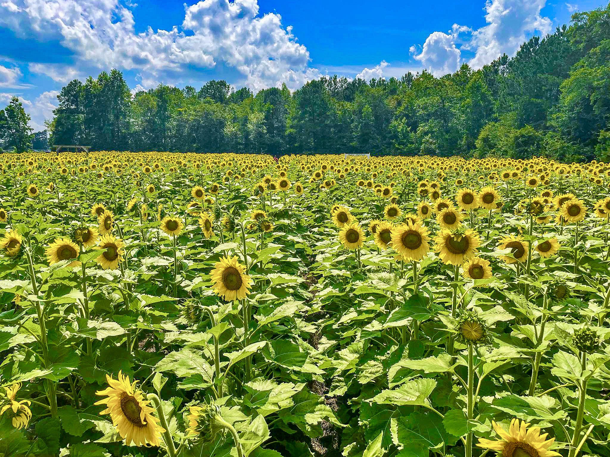 Ed Piotrowski on Twitter "Sunflowers galore out at Southern Palmetto
