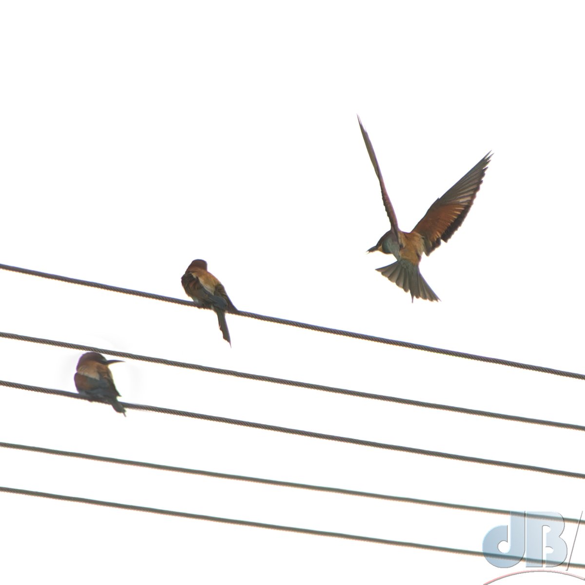 sciencebase's tweet photo. B-sharp major seventh from the European Bee-eaters in North Norfolk #hummingNotes @TimLihoreau https://t.co/q3hB9XZVEY