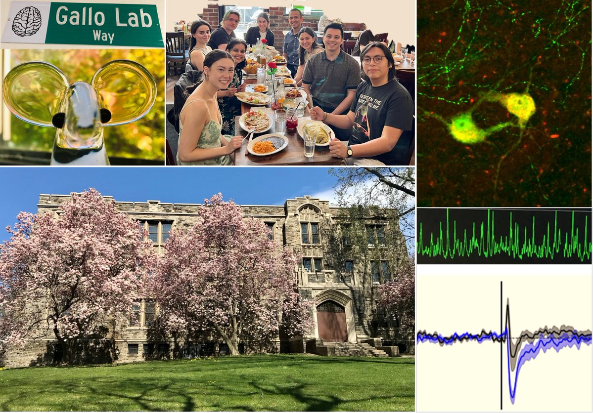 Join us! The Gallo Lab is hiring a #postdoc to study the cellular and circuit mechanisms of impulsive behavior, focusing on ventral striatal acetylcholine and dopamine. To learn more and apply, please visit: careers.fordham.edu/postings/5399. Friends, please RT!🧠🐭 #postdocjob