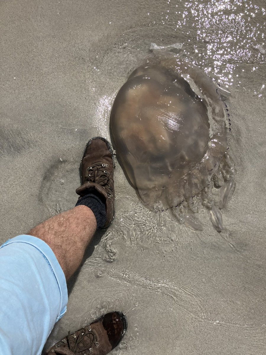 Iain Chambers tweet media