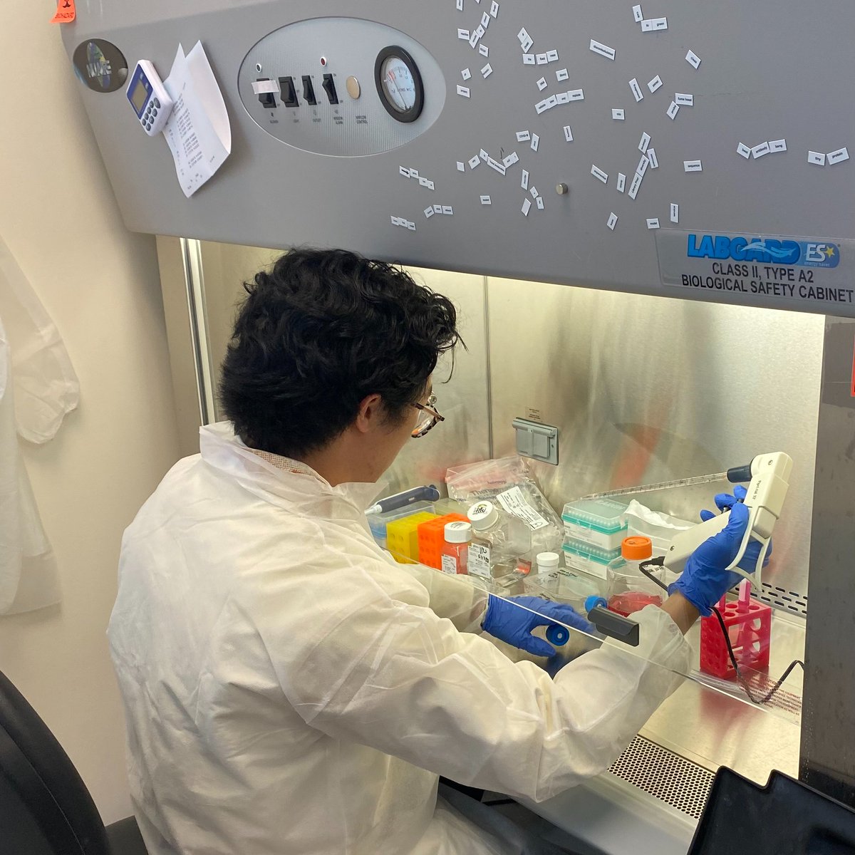 jennkwanMDPhD's tweet photo. @davidrliu lab: where #geneediting magic happens; @nathanwchen works w/@IPWitte: transfects cells w/#CRISPR, ABE, CBE or #Primeeditor to edit🧬target➡️seq prep➡️@illumina seq➡️readout efficiency of gene edits w/@alvinhsu0;⬆️to 70% base editing efficiency w/BE evolved from PACE! https://t.co/KUszSOnTJP