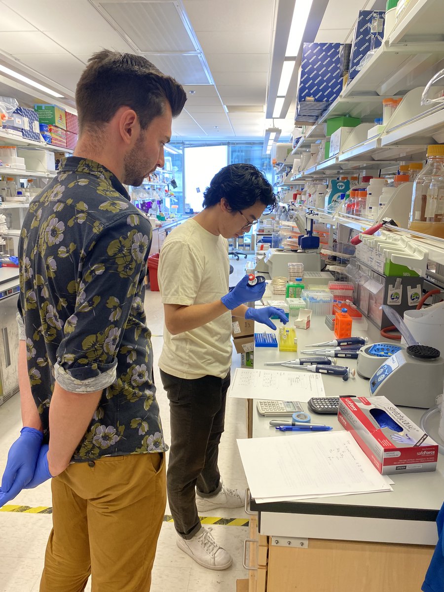 jennkwanMDPhD's tweet photo. @davidrliu lab: where #geneediting magic happens; @nathanwchen works w/@IPWitte: transfects cells w/#CRISPR, ABE, CBE or #Primeeditor to edit🧬target➡️seq prep➡️@illumina seq➡️readout efficiency of gene edits w/@alvinhsu0;⬆️to 70% base editing efficiency w/BE evolved from PACE! https://t.co/KUszSOnTJP
