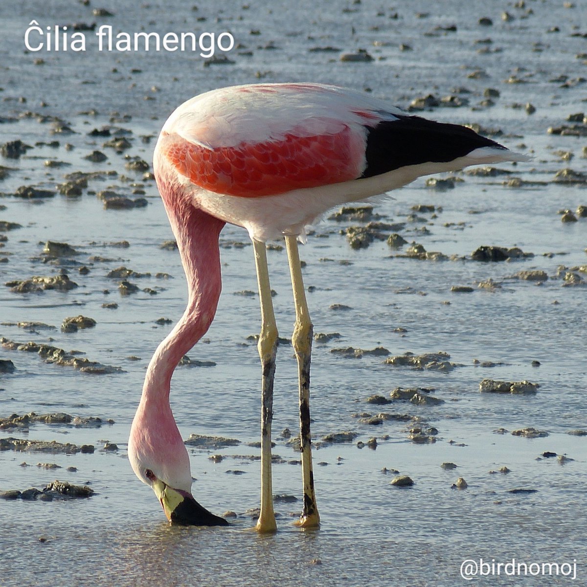 Ĉilia flamengo 🌎 #Sudamerikajbirdoj | #Esperanto #birdnomoj #birdoj🦩