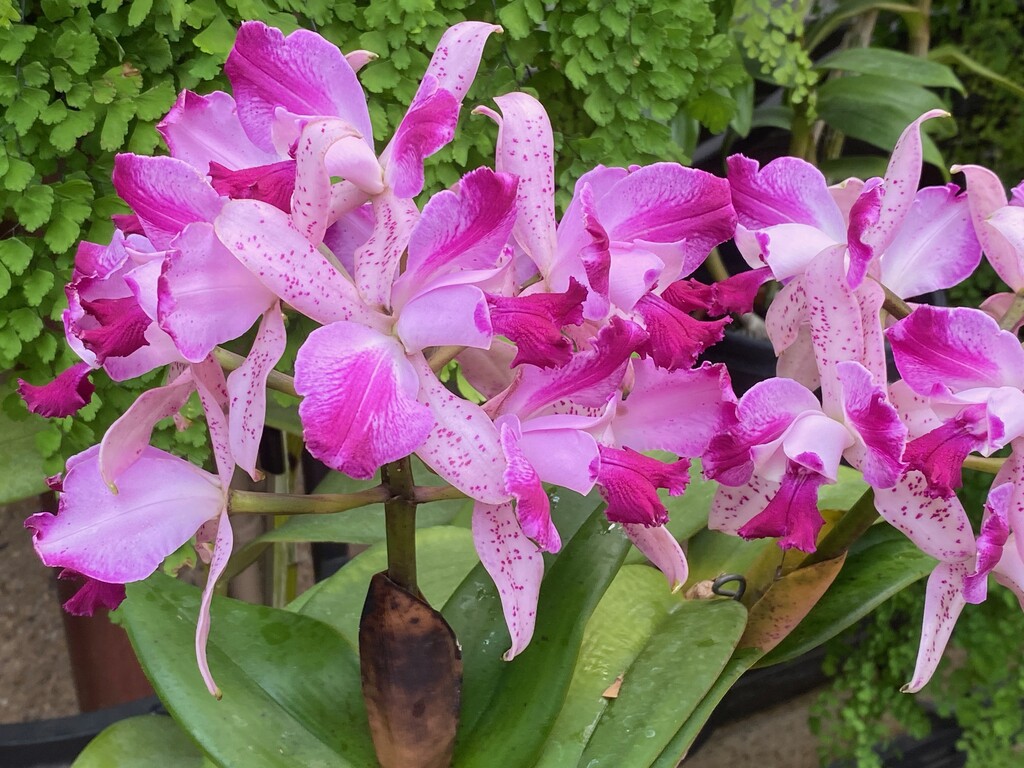 longwoodgardens's tweet photo. A little color from our #Orchid House to brighten your feed.

🟢 Prosthechea Green Hornet
🔴 Phragmipedium Andean Fire 
🌸 Phalaenopsis hybrid
🟣 Cattleya Penny Kuroda ‘Spots’ https://t.co/4nIvynHf1u
