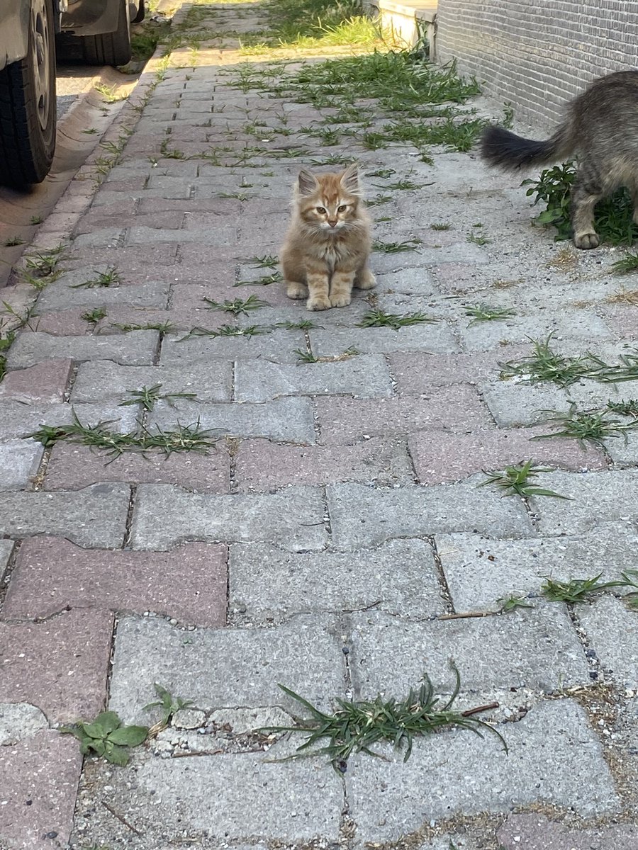 Buseeetepeli's tweet photo. çok tatlısın:(((((((((( https://t.co/5Qw6I9RamE