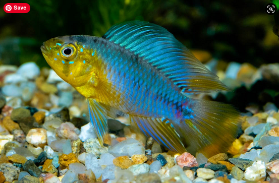 jmaquaticspets's tweet photo. Add a friendly showstopper to your tank with an Apistogramma Dwarf Cichlid
(AKA: Apistos)!

The brightly colorful males will grow to 3.5 inches and have stunning, extended dorsal fins. They are very curious and will come right up to the tank to say hello!

#apistos #apistogramma https://t.co/zBDKDjyiCk