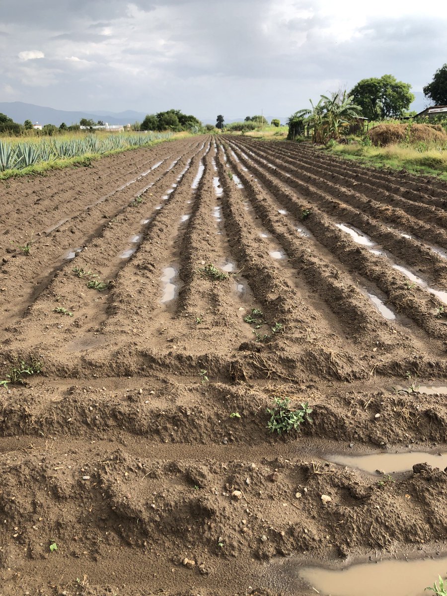 Rkini ya’n lew te ge’ za’k yu nis / Land needs to be plowed, so that it absorbs rain water / La tierra necesita ararse para que absorba mejor el agua de lluvia. #UsaTuVoz #ZapotecoColonial