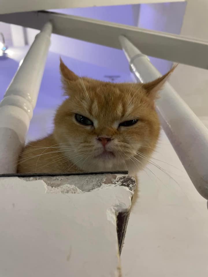 TranslatedCats's tweet photo. Mood is as bad as it looks. https://t.co/J2LMxjHxDb