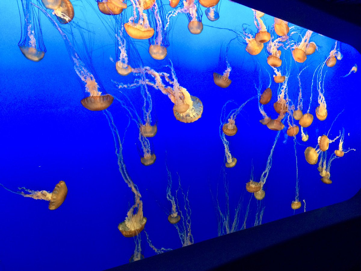 FormerlyWTC's tweet photo. My #Top4Fish for this week’s #Top4Theme

@intheolivegrov1
@obligatraveler
@ararewoman
@jollyhobos

A state natural reserve for wild fish of the Pacific Ocean

Schools of fish in a kelp forest

Jellyfish at the aquarium

Fleet of fishing boats in the marina https://t.co/F6dTqN0sd4