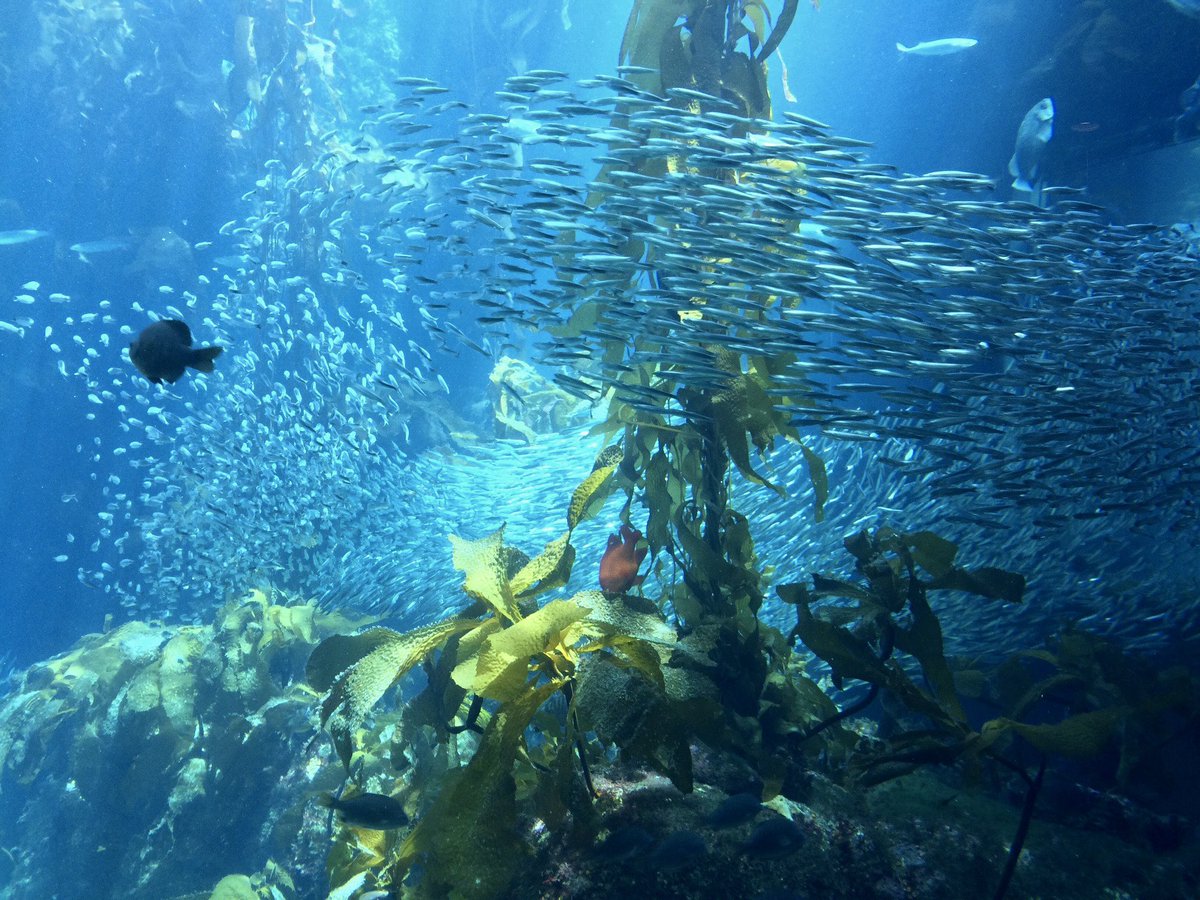FormerlyWTC's tweet photo. My #Top4Fish for this week’s #Top4Theme

@intheolivegrov1
@obligatraveler
@ararewoman
@jollyhobos

A state natural reserve for wild fish of the Pacific Ocean

Schools of fish in a kelp forest

Jellyfish at the aquarium

Fleet of fishing boats in the marina https://t.co/F6dTqN0sd4