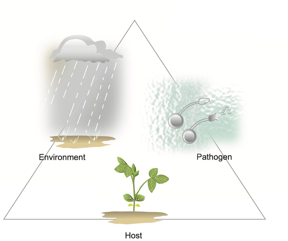 CropNetwork's tweet photo. Pathogen + susceptible host + the right environment are all required for crop disease to develop.

Remember the disease triangle when making fungicide decisions. And don't forget resistance development!

Ask local Extension for more info. 

@alabamaED @tjcksn @UMNExt @NDSUcerealpath @travisfaske @UDPlantPath @DTelenko @dsmuelle @alisonrISU @KSUCropdiseases @cropdoc08 @cropdisease @MartinChilvers1 @baldpathologist @MandyBish1 @ccecornell @fieldcrops_org @OSU_HortCropSci @MahDuffeck @AlbertTenuta @PACropDoc @maddishires @TNplantDR @badgercropdoc @IanMSmall1 @ILextension @UGAExtension @CropAndSoil @NCStatesoybeans @TakeActionWeeds @NationalCorn #fungicides #tarspot #agtwitter #farming @soydisease @ohiomycete @ppp_trey