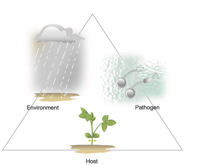 soybean disease triangle