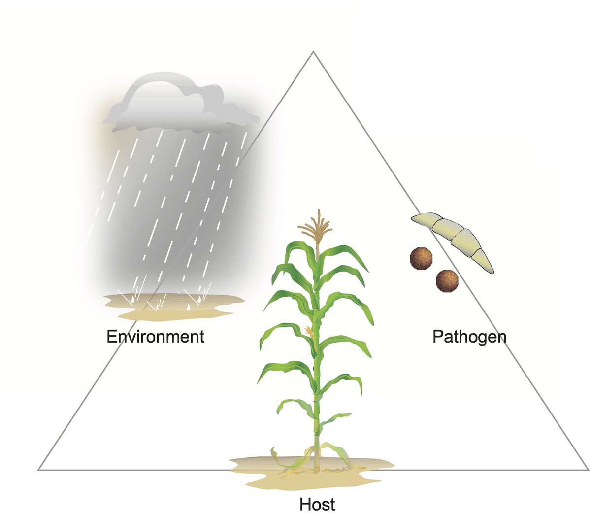 CropNetwork's tweet photo. Pathogen + susceptible host + the right environment are all required for crop disease to develop.

Remember the disease triangle when making fungicide decisions. And don't forget resistance development!

Ask local Extension for more info. 

@alabamaED @tjcksn @UMNExt @NDSUcerealpath @travisfaske @UDPlantPath @DTelenko @dsmuelle @alisonrISU @KSUCropdiseases @cropdoc08 @cropdisease @MartinChilvers1 @baldpathologist @MandyBish1 @ccecornell @fieldcrops_org @OSU_HortCropSci @MahDuffeck @AlbertTenuta @PACropDoc @maddishires @TNplantDR @badgercropdoc @IanMSmall1 @ILextension @UGAExtension @CropAndSoil @NCStatesoybeans @TakeActionWeeds @NationalCorn #fungicides #tarspot #agtwitter #farming @soydisease @ohiomycete @ppp_trey
