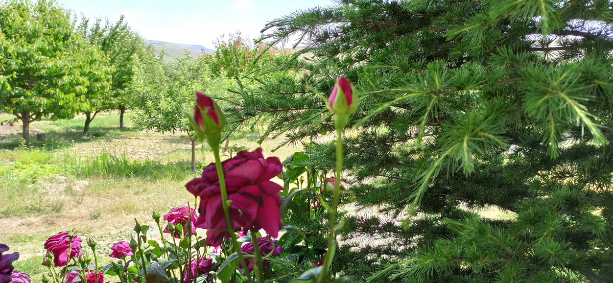 Sanki hiçbir şey olmamış gibi açan güllerin ve açmaya yüz tutmuş filizlerin   bizden haberi yoktu. Onlar sadece bu dünyayı güzelleştirmek için açtılar 🌹