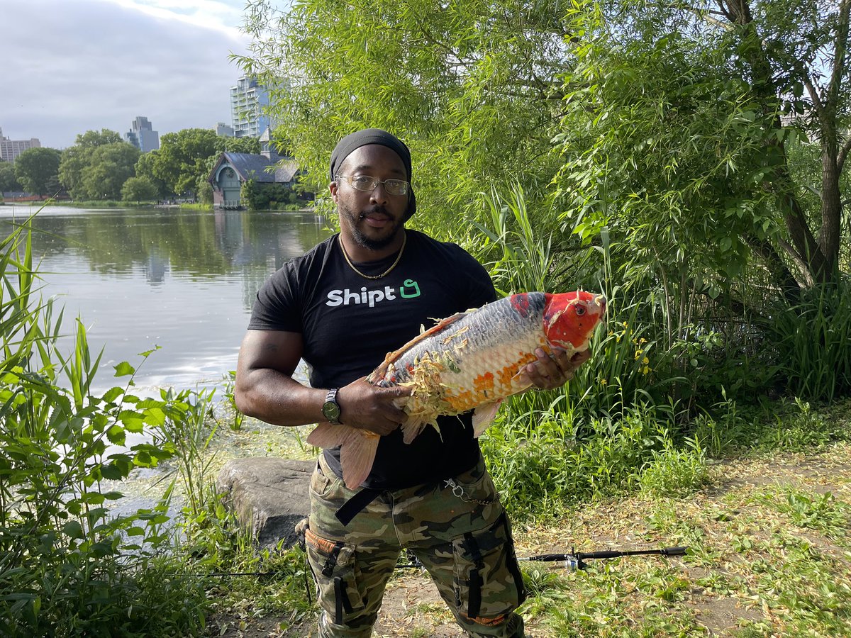 Central parks Harlem meer big koi 06/23/2022 #harlem #CentralPark #fishinglife #fishing #fishingtrip #Fisherman #Manhattan #baisleypond #queens #Brooklyn #Bronx #NewYorkForever #parksdepartment #nycha #dec #housing Come on rods up guns down come fishing with us.