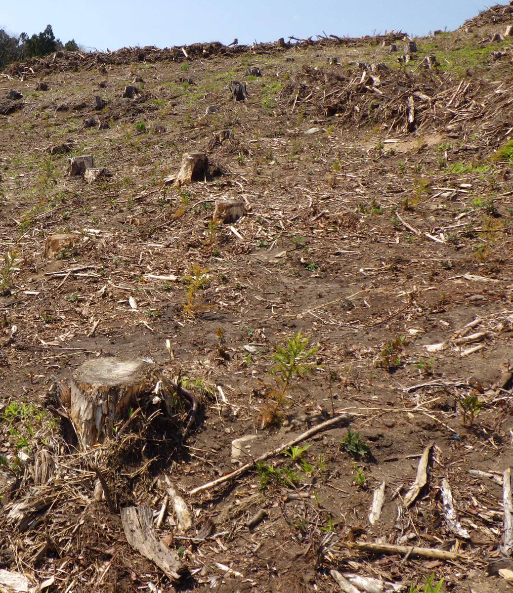 MORI NFT🌳 tweet media