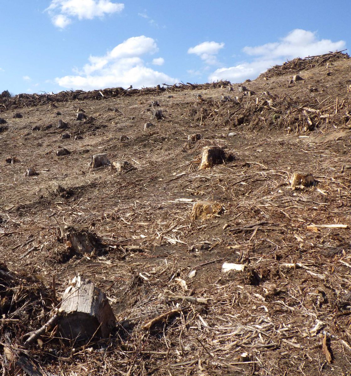 MORI NFT🌳 tweet media