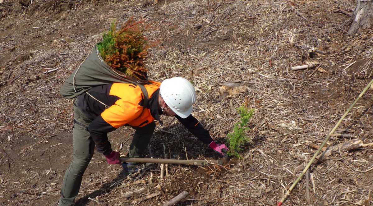 第1弾のMORI NFTに連動する庄原の森林の植林作業が進んでいます🌳🌳🌳(写真1枚目:植林後、2枚目:植林前)
これから成長して沢山のCO2を吸収していきます！
吸収したCO2はiGreenとしてMORI NFTホルダーの皆様へ🫡