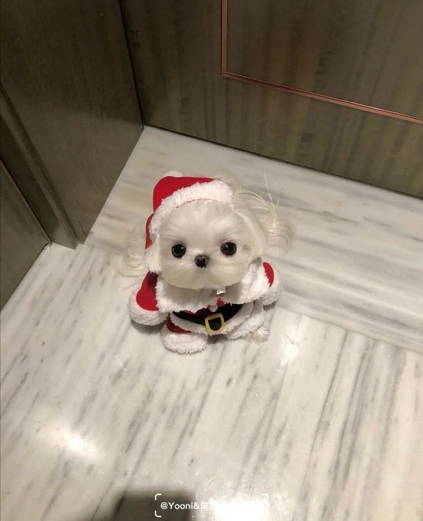 heartipink's tweet photo. smol https://t.co/S6wBGKKWoY