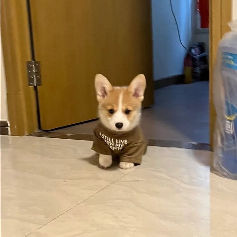 heartipink's tweet photo. smol https://t.co/S6wBGKKWoY