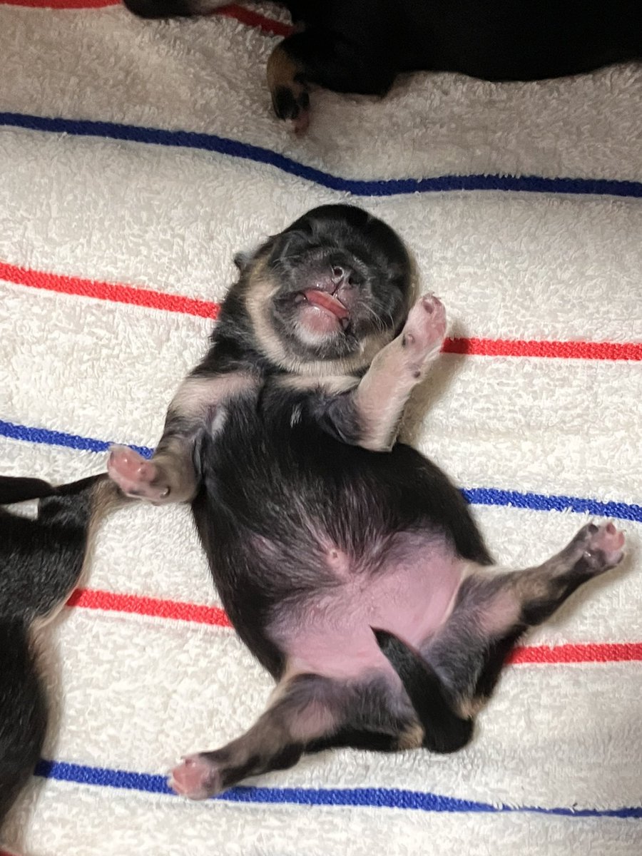 そ、そのパッカーンは大丈夫なの？！ https://t.co/8SWCj7Fala